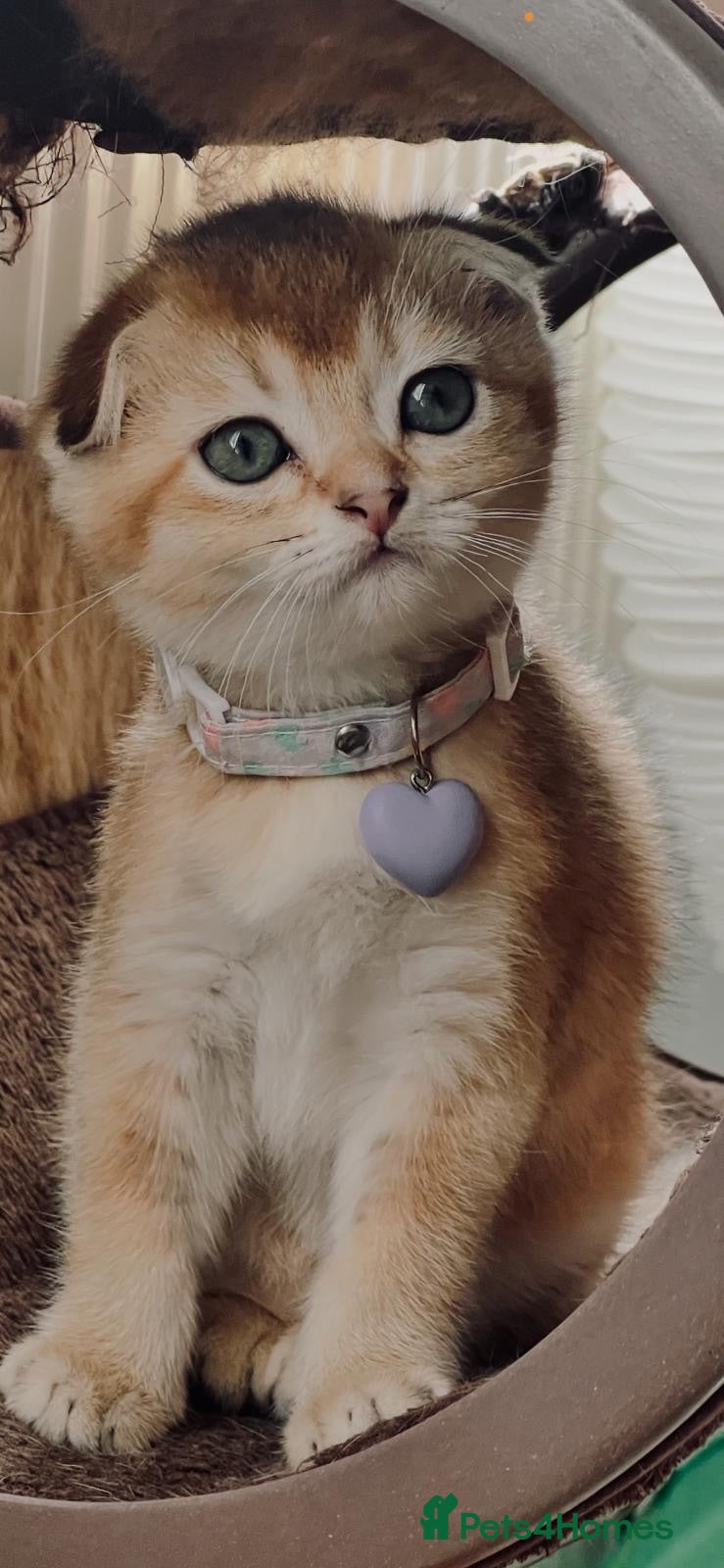Scottish Fold cats Fully-Vaccinated Scottish Fold Boy and Girl Kitten - Advert 10