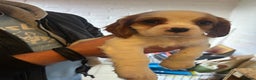 Cavalier King Charles Spaniel dogs for sale: cavalier king charles - Advert 2