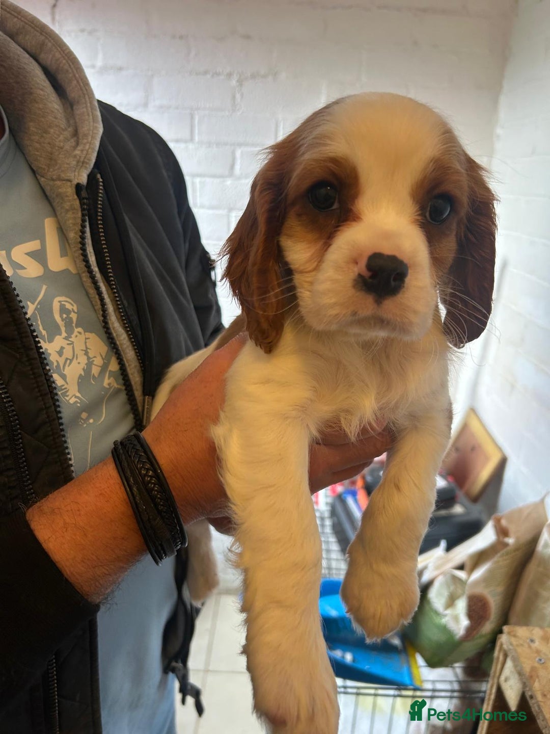 Cavalier King Charles Spaniel dogs for sale: cavalier king charles - Advert 2