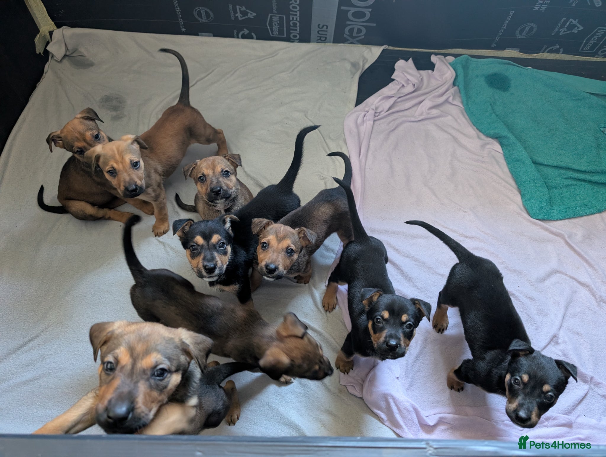 Mixed Breed dogs Mixed breed shepherds for sale - Advert 1