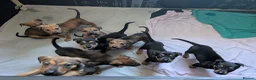 Mixed Breed dogs for sale: Mixed breed shepherds for sale - Advert 1
