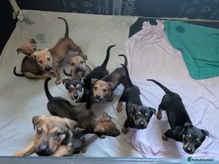 Mixed Breed dogs Ready in two week shepherd mix for sale - Advert 2