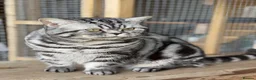 British Shorthair cats for sale: 💙 RETIRED PEDIGREE CHUNKY SILVER TABBY BSH BOY 💙 - Advert 6