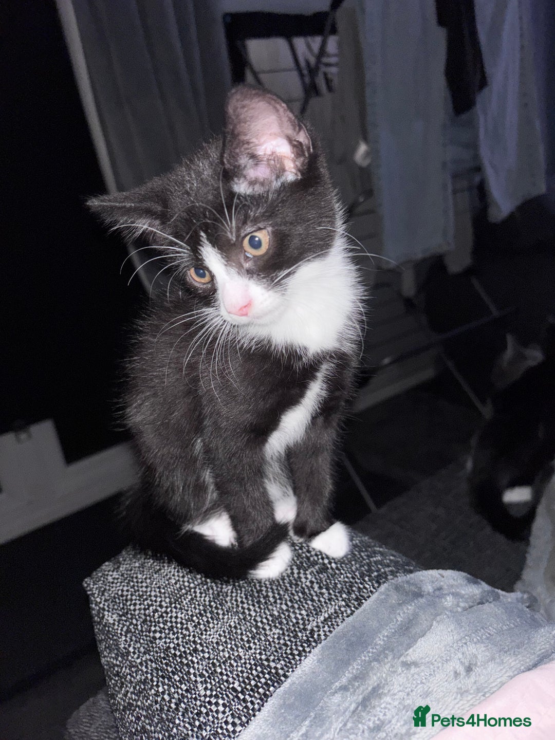 Mixed Breed cats for sale: READY NOW FOR THERE FOREVER HOMES - Image 4