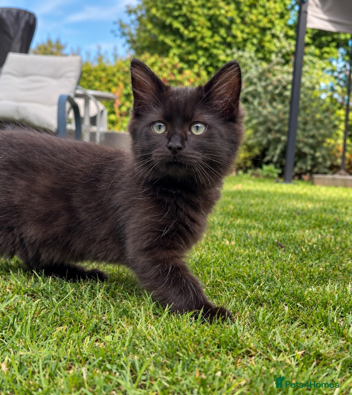 Ragcoon cats for sale: Silver Ragcoon Girl, Ready Now, Isle of Wight - Advert 2