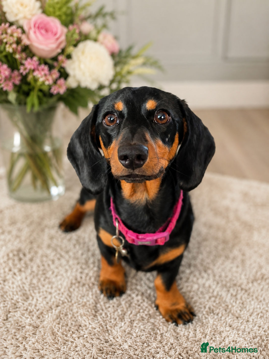 Miniature Dachshund dogs Beautiful Flo  - Advert 16