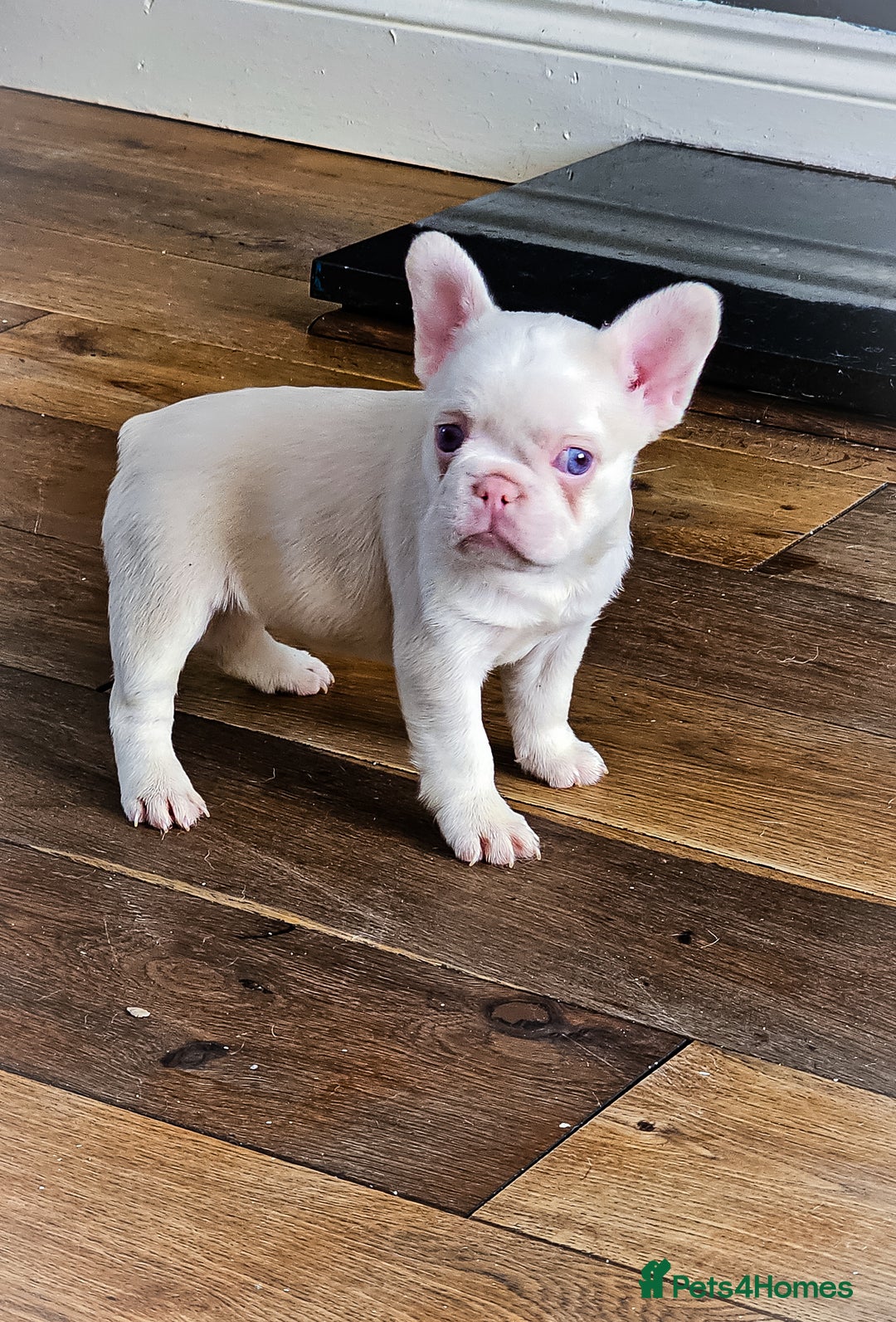 French Bulldog dogs for sale: Top Notch French Bulldog puppies  - Image 14