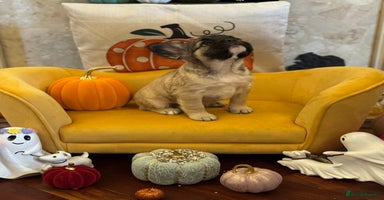 French Bulldog dogs - Advert 5