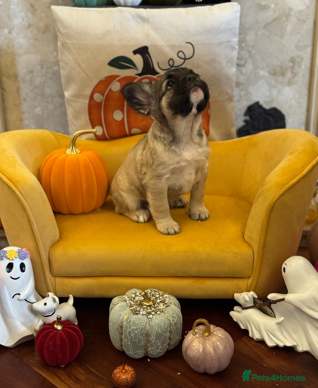 French Bulldog dogs for sale: Fluffy frenchie puppy **Ready Now** - Advert 4