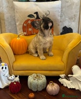 French Bulldog dogs - Advert 9