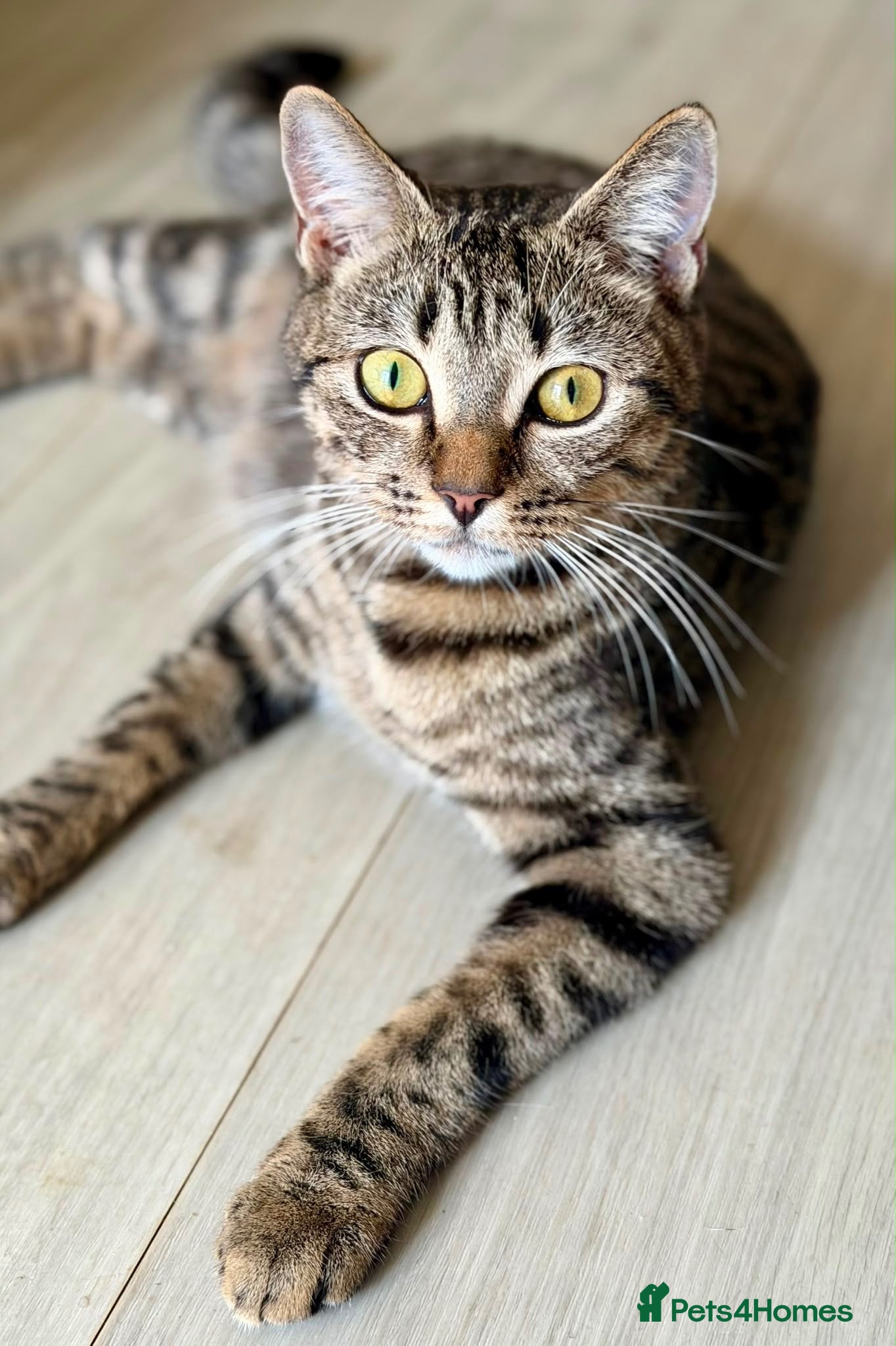 Domestic Shorthair cats Beautiful kittens for sale - Advert 1