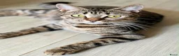 Domestic Shorthair cats for sale: Beautiful kittens for sale - Advert 1