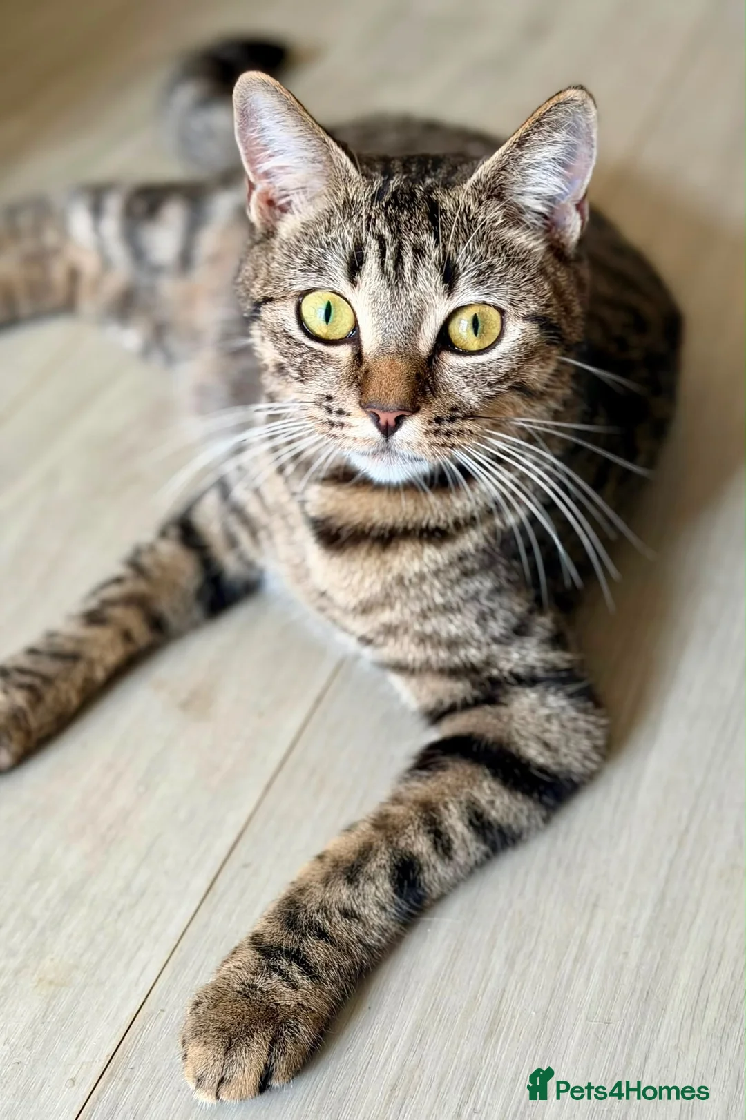 Domestic Shorthair cats for sale: Beautiful kittens for sale - Advert 1