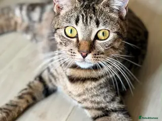 Domestic Shorthair cats 3 Female tabby kittens 1 male - Advert 4