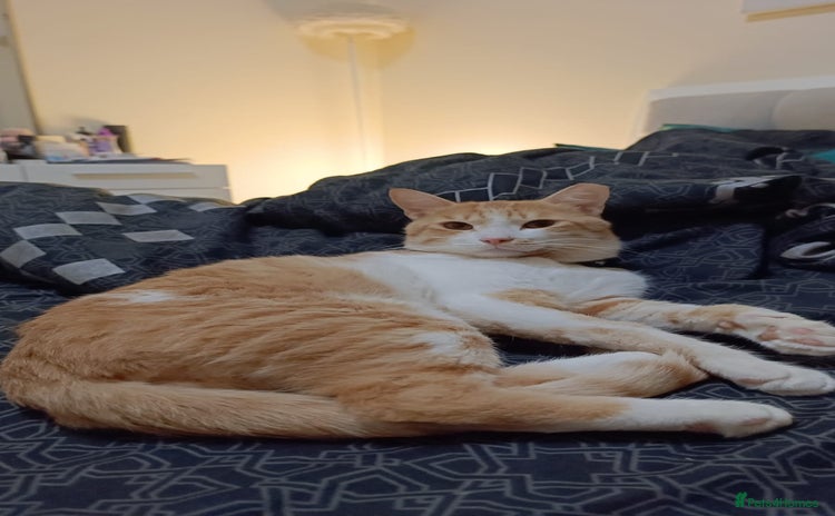 Mixed Breed cats - Advert 2