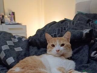 Mixed Breed cats MOON -BOY THAT WANTS A HOME AGAIN - NEUTERED- - Advert 9