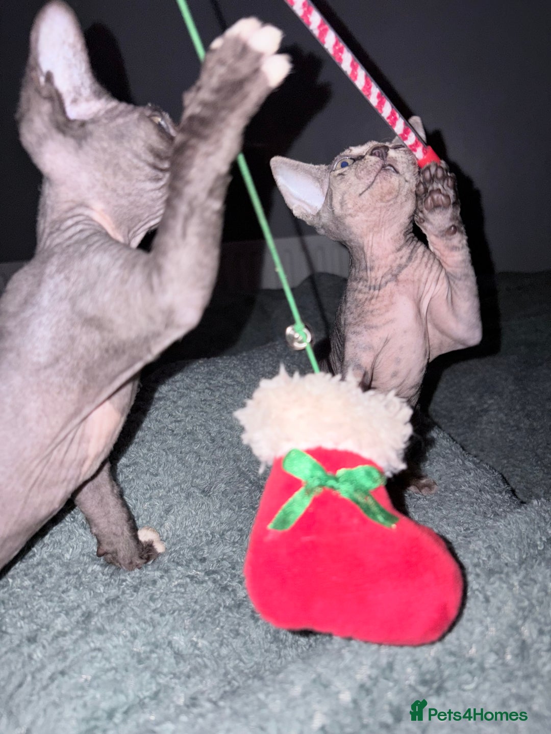 Sphynx cats for sale: X3 beautiful spynx kittens  - Advert 3