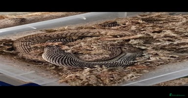 Snake reptiles - Advert 11