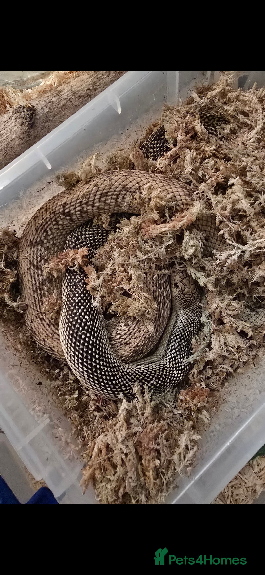 Snake reptiles for sale: Florida Pine snake. - Image 3