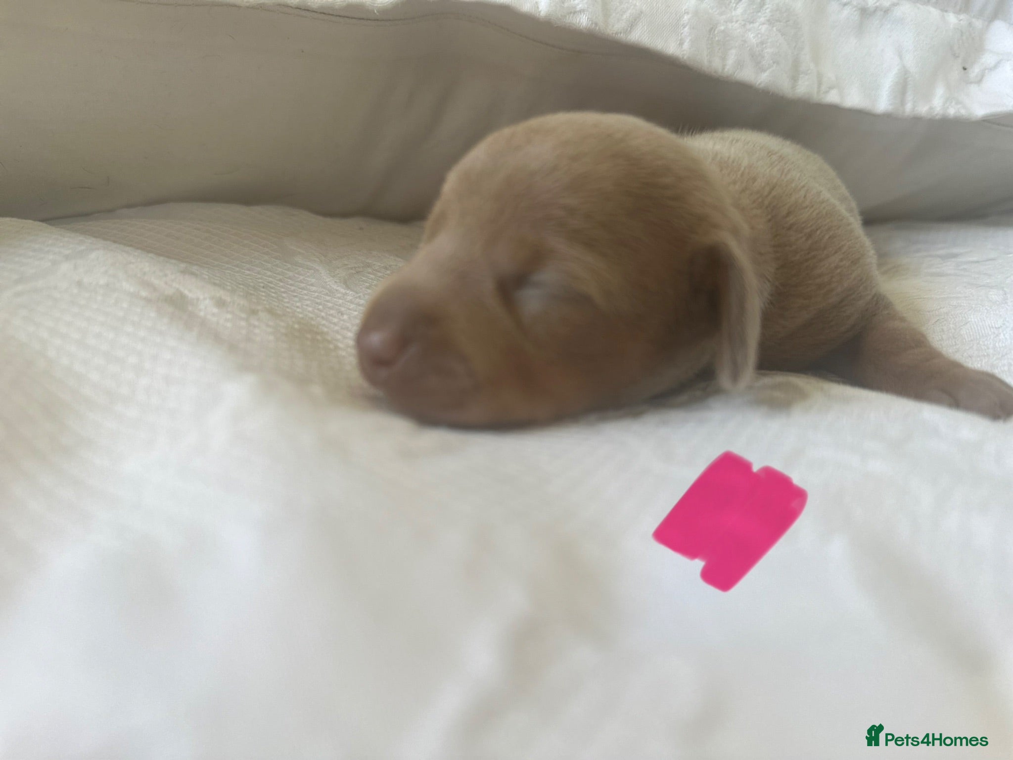 Miniature Dachshund dogs 🤍exceptional KC PRA clear🤍 - Advert 1
