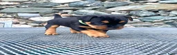 Mixed Breed dogs for sale: Lakeland / Fell terriers for sale in Pwllheli - Advert 7