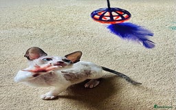 Cornish Rex cats for sale: Best Cornish Rex friend  - Image 4