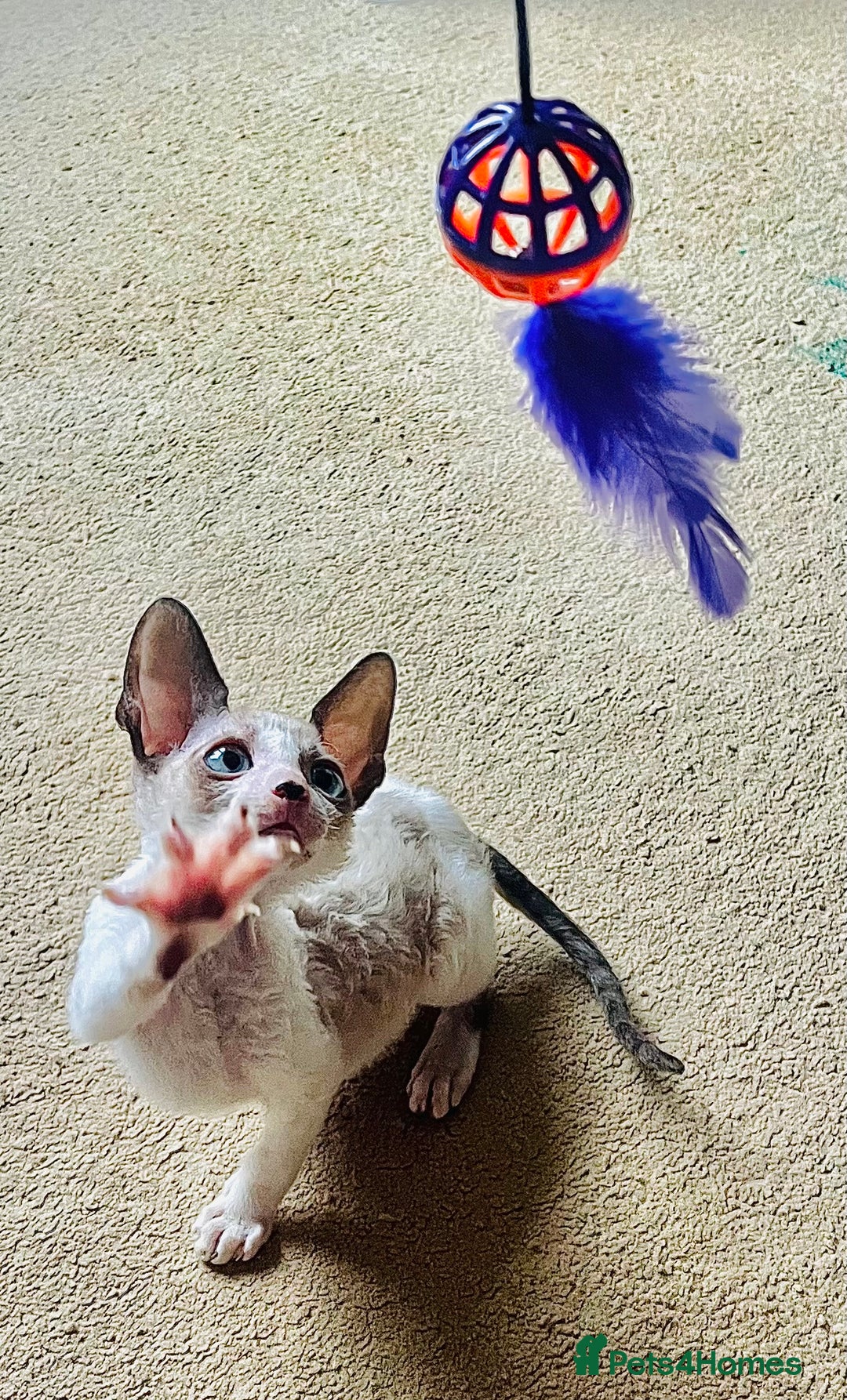 Cornish Rex cats for sale: Best Cornish Rex friend  - Image 4