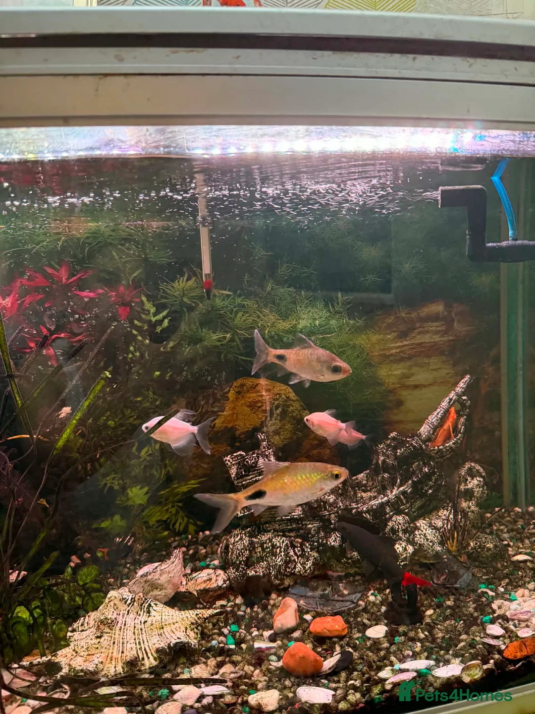 Barbs fish for sale: 3 Black Spot Barbs in Gravesend - Advert 2