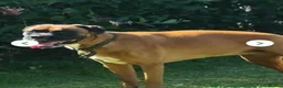 Mixed Breed dogs for sale: English bulldog X Boxer puppies - Advert 9