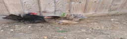 Chickens poultry for sale: Serama chickens in Bedford - Advert 8