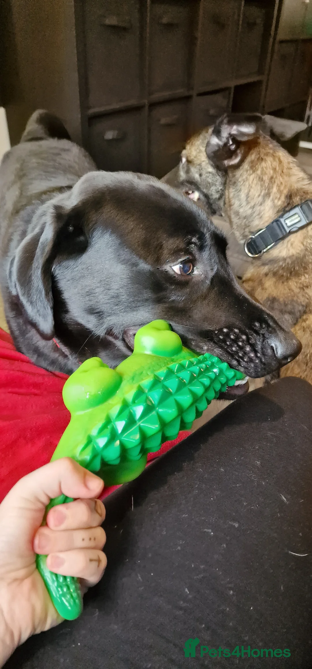 Labrador Retriever dogs for sale: Black Labrador in Harlow - Advert 1