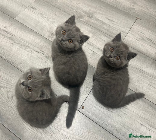British Shorthair cats - Advert 14