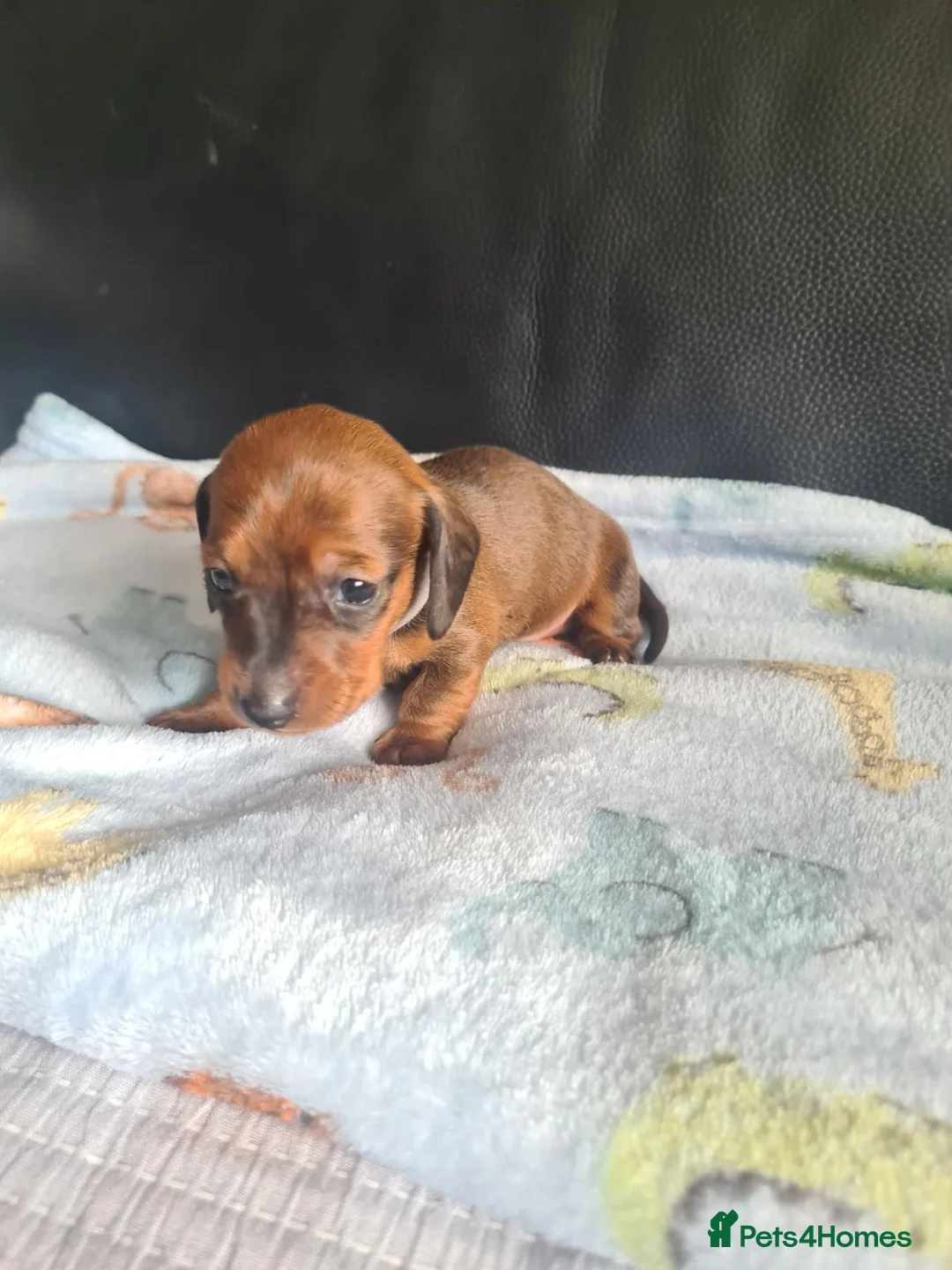 Miniature Dachshund dogs for sale: 1 girl 3 boys Miniature Dachshund pups in Pontefract - Advert 10
