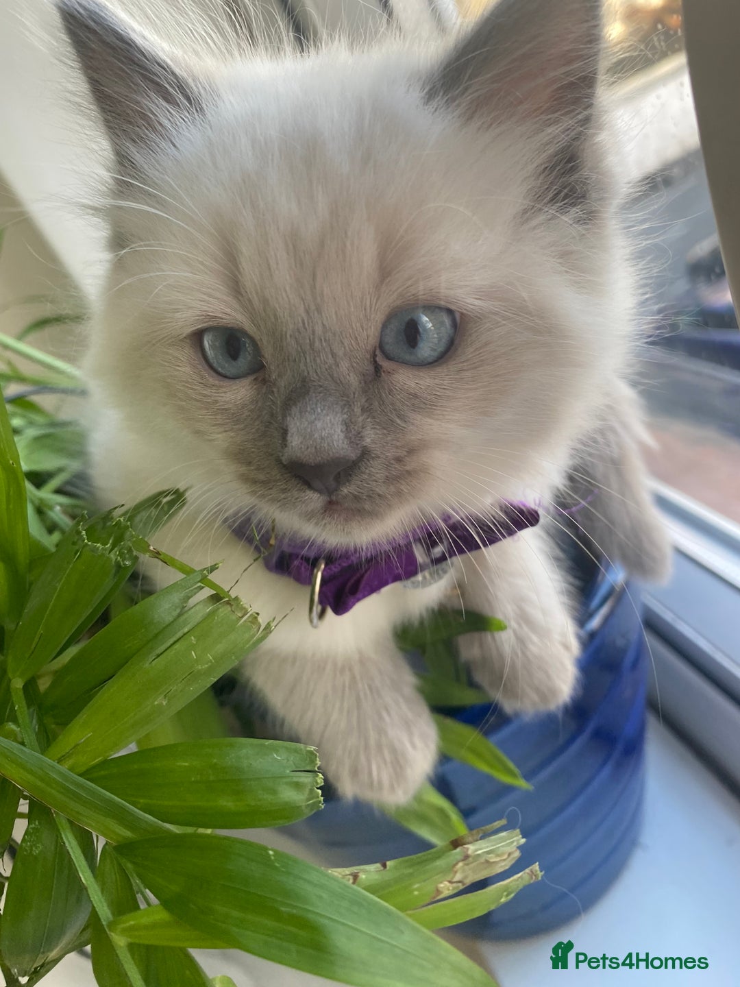 Ragdoll cats for sale: Stunning Ragdolls kittens - Advert 13