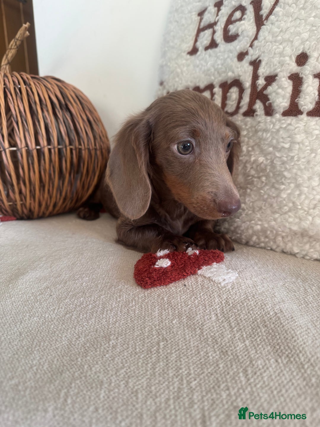 Miniature Dachshund dogs for sale: Miniature dachshund puppies  - Image 17