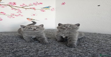British Shorthair cats - Advert 8