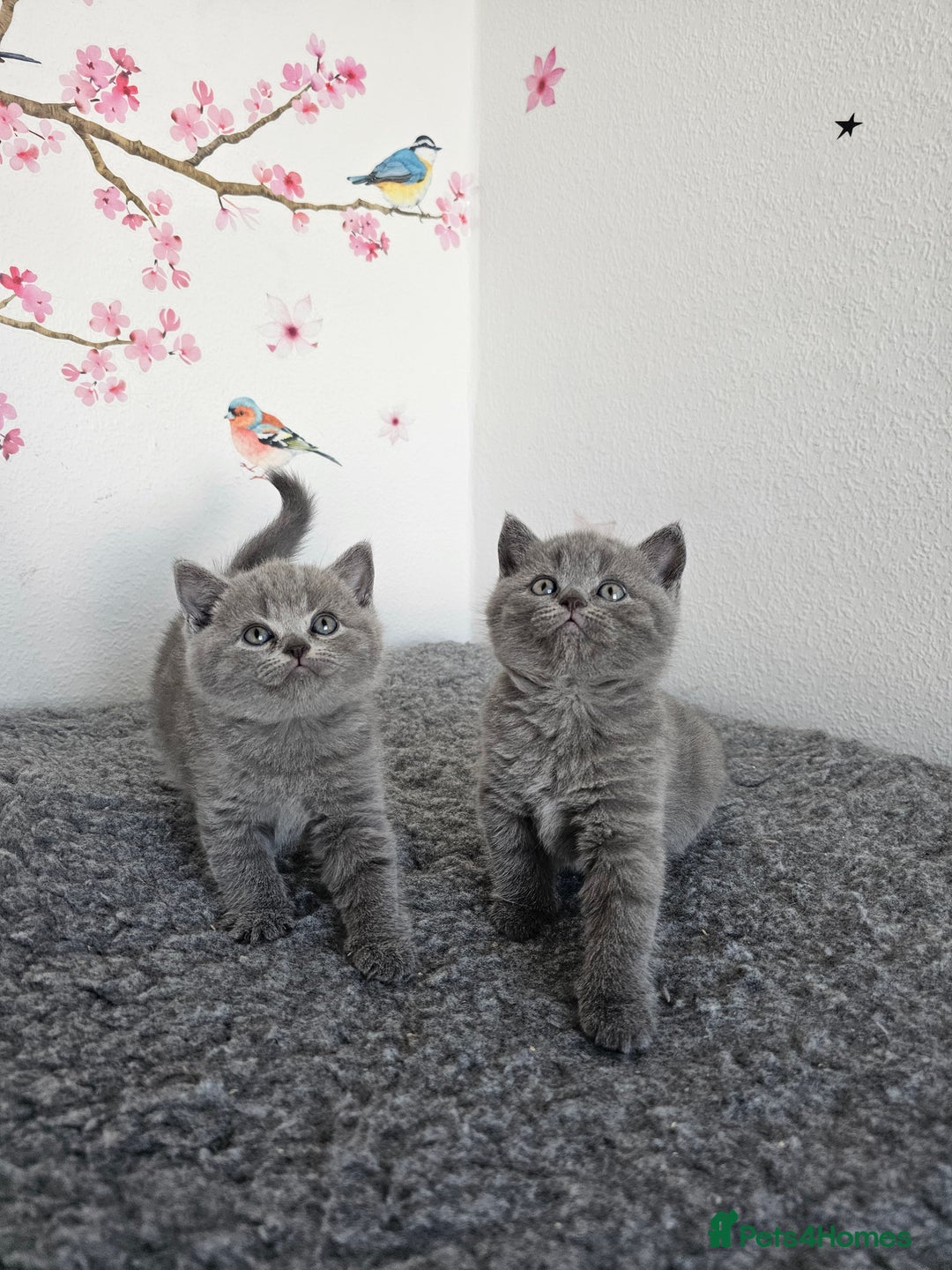 British Shorthair cats for sale: British Shorthair kittens  - Image 3