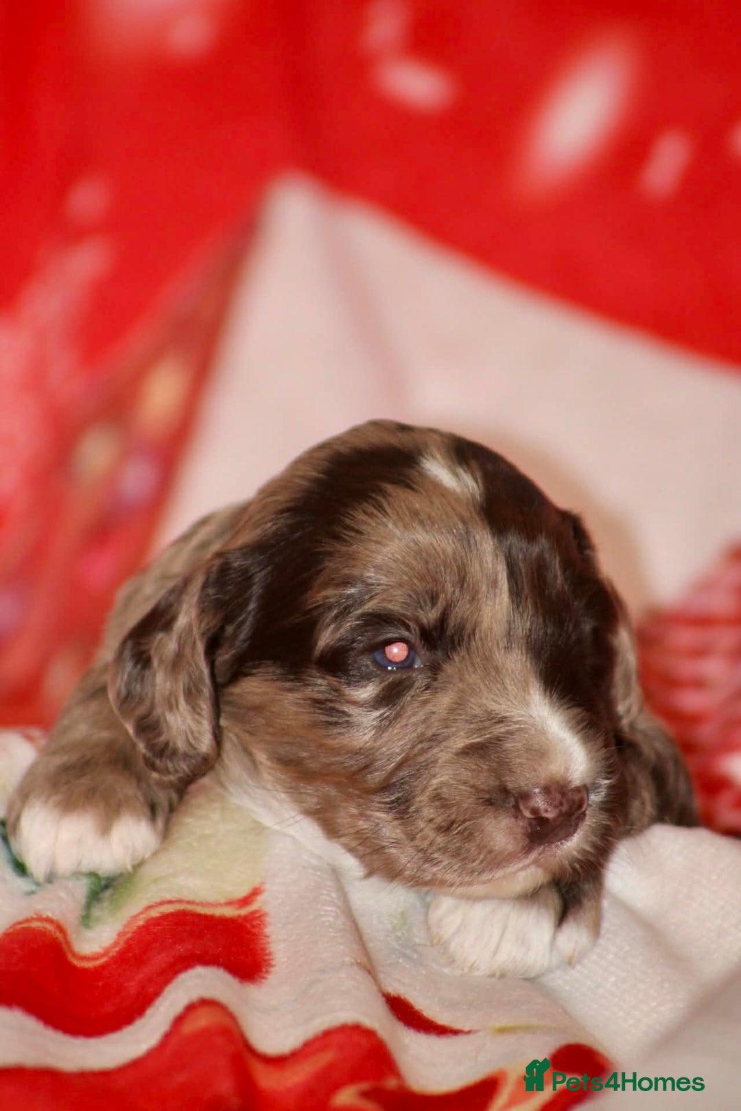 Cockapoo dogs for sale: Cockapoo puppies  - Advert 7