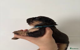 French Bulldog dogs for sale: Visual fluffy frenchies  - Image 2