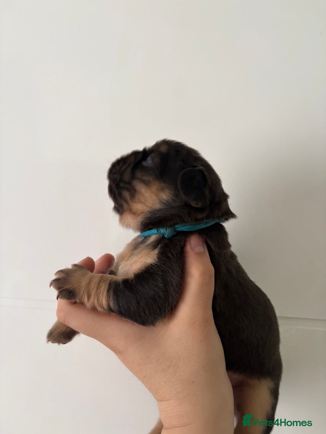 French Bulldog dogs for sale: Visual fluffy frenchies  - Image 2