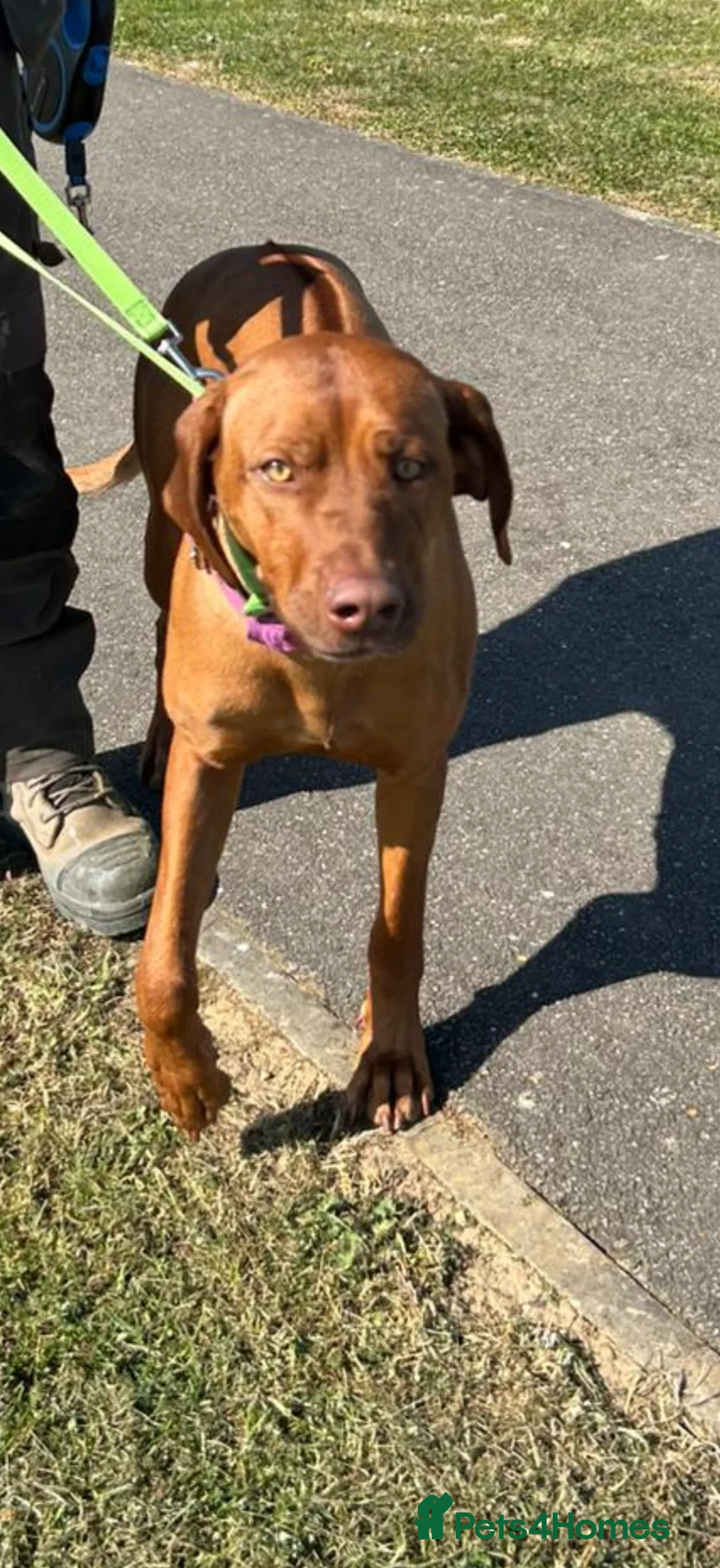 Rhodesian Ridgeback dogs for sale: 5th Gen KCC Livernose Rhodesian Ridgebacks female - Advert 15