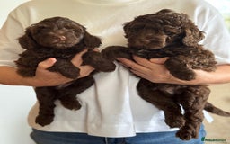 Schnoodle dogs for sale: F1 mega coated mini cross Schnoodles - Image 30