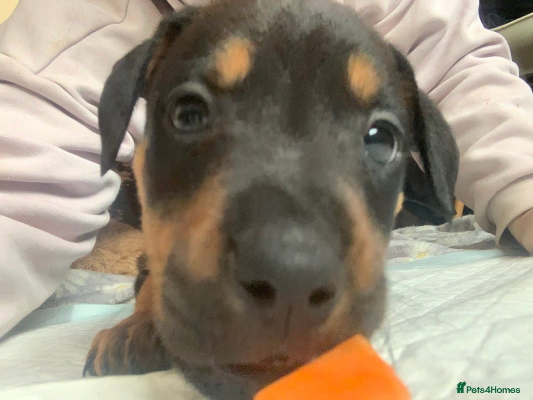 Mixed Breed dogs for sale: 4 stunning boys and 5 even more stunning girls - Advert 9