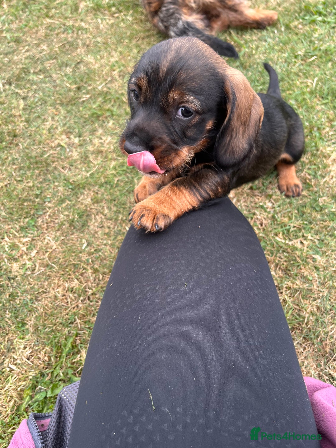 Dachshund dogs for sale: Wire haired dachshund puppies - Image 2