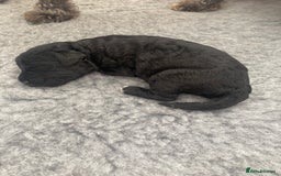 Bedlington Terrier dogs for sale: KC registered Bedlington terrier puppies - Image 3