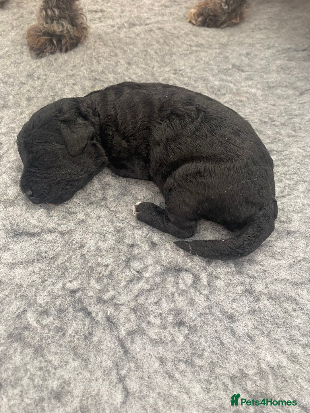 Bedlington Terrier dogs for sale: KC registered Bedlington terrier puppies - Image 3