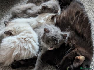 Ragdoll cats Gorgeous silver tuxedo 7/8 ragdoll boy - Advert 1