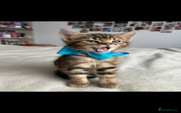 Bengal cats for sale: Pedigree bengal kittens available from 18/11/2025 - Advert 4