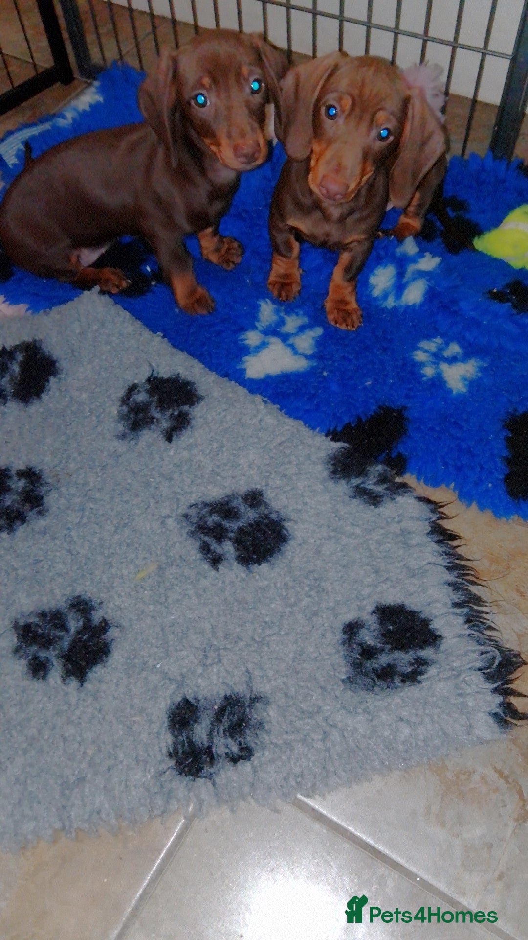 Miniature Dachshund dogs for sale: Fully vaccinated kc redg choc & tan mini boy - Image 3