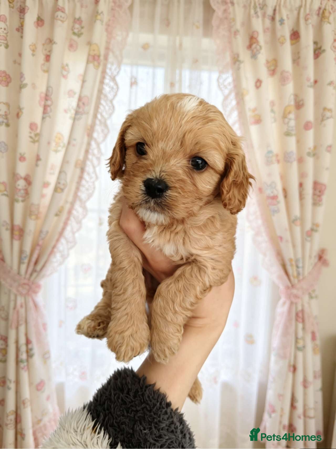 Cavapoo dogs 2boys and 1girl ready for reserve - Advert 14